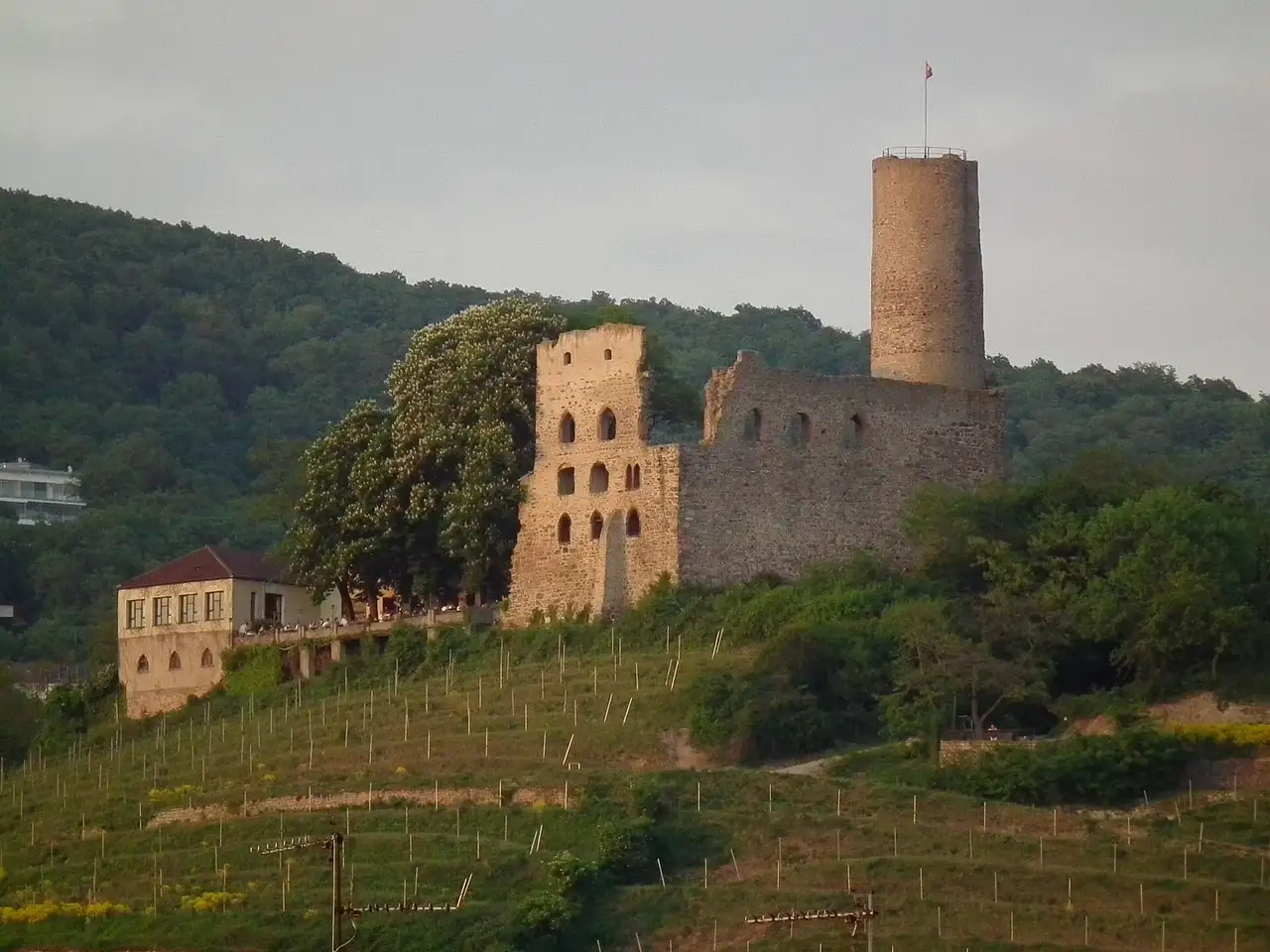 Burgruine Strahlenburg über den Weinbergen von Schriesheim
